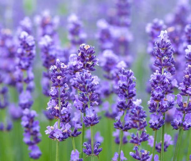 lavender field for lavender mini sessions in cambridgeshire